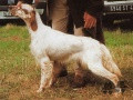 Setter Anglais MIDINE DES BOIS GEMMES Setter Anglais MIDINE DES BOIS GEMMES